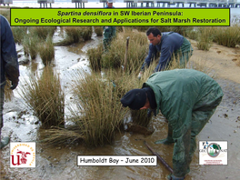 Spartina Densiflora in SW Iberian Peninsula: Ongoing Ecological Research and Applications for Salt Marsh Restoration