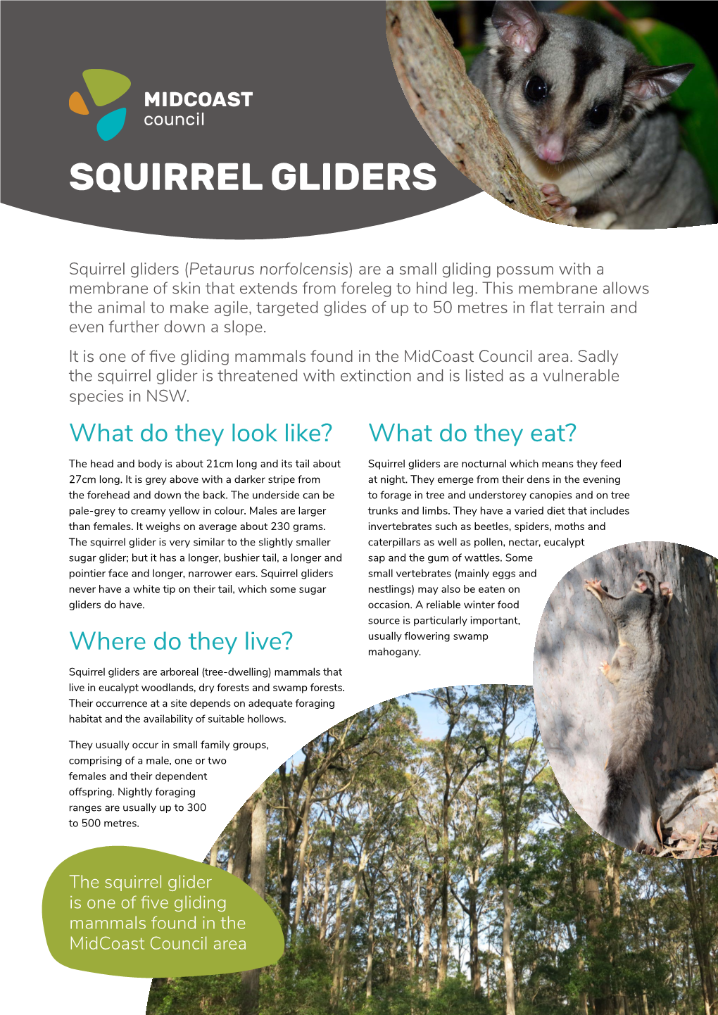 Squirrel Gliders