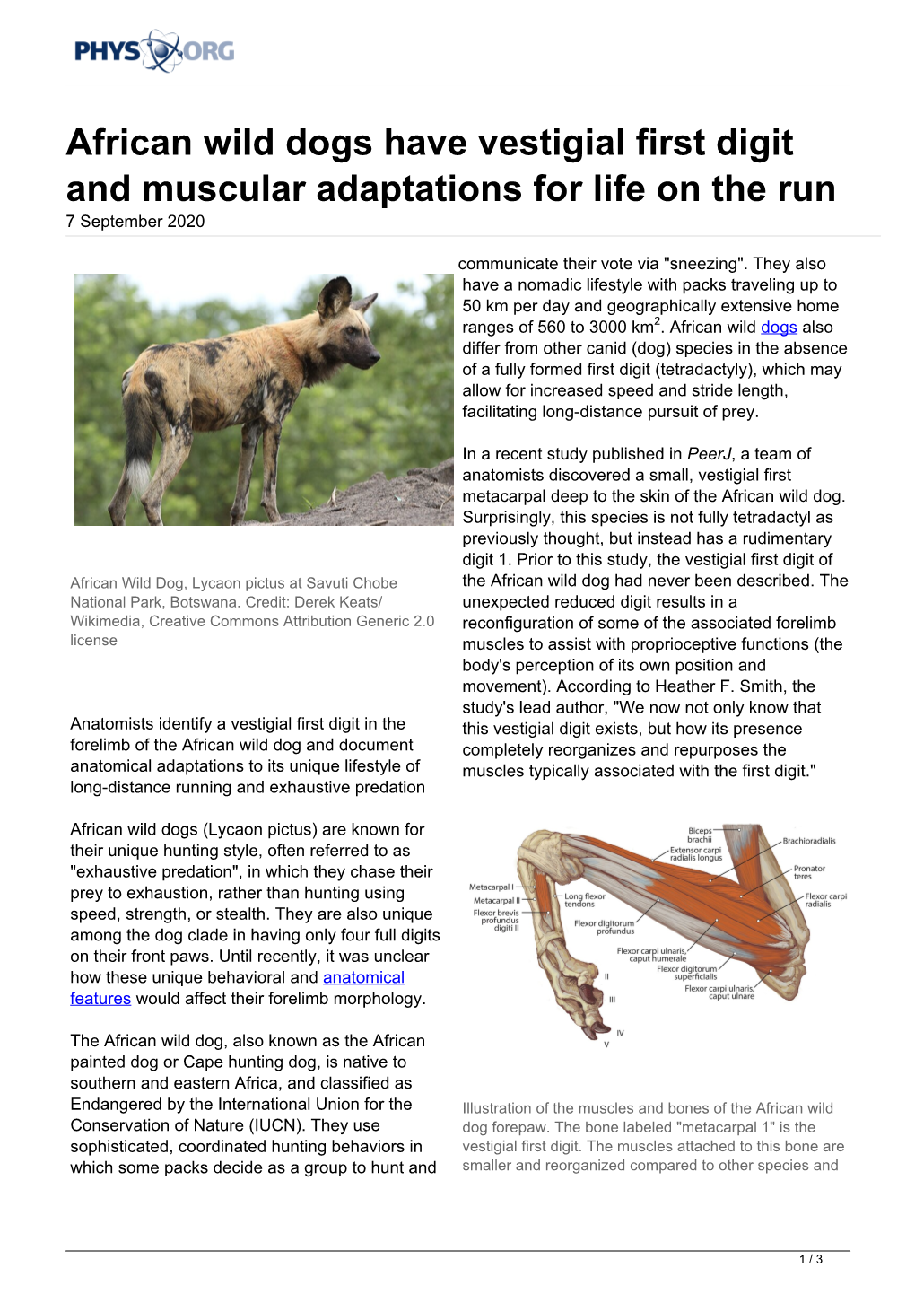 African Wild Dogs Have Vestigial First Digit and Muscular Adaptations for Life on the Run 7 September 2020