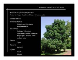 Podocarpus (Afrocarpus) Falcatus Podocarpaceae Common Names