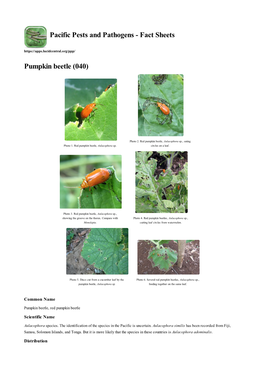 Pumpkin Beetle (040)
