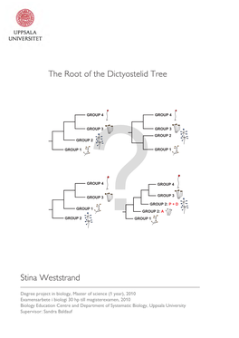 The Root of the Dictyostelid Tree