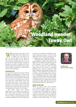 Woodland Wonder: Tawny