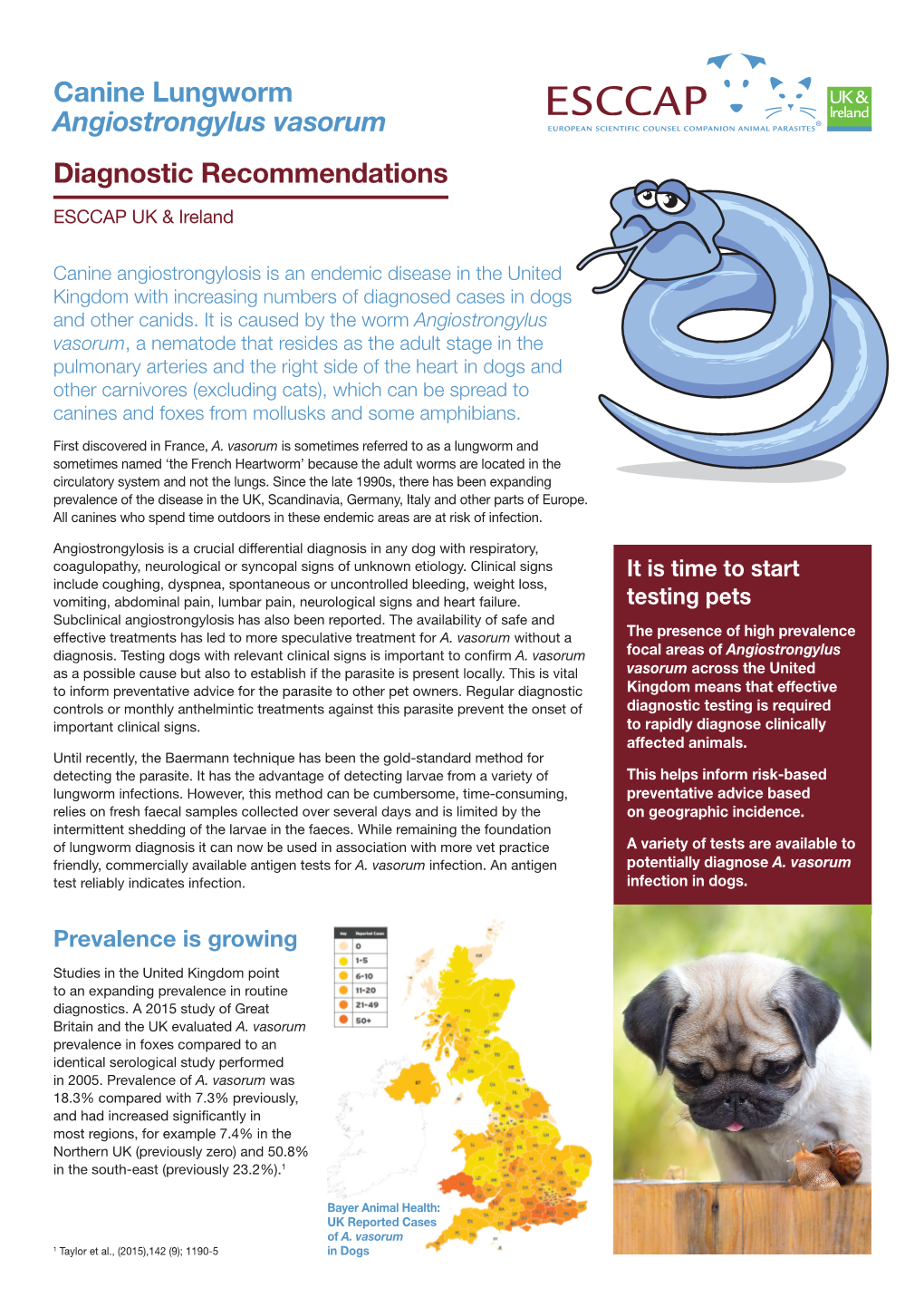 Canine Lungworm Angiostrongylus Vasorum Diagnostic