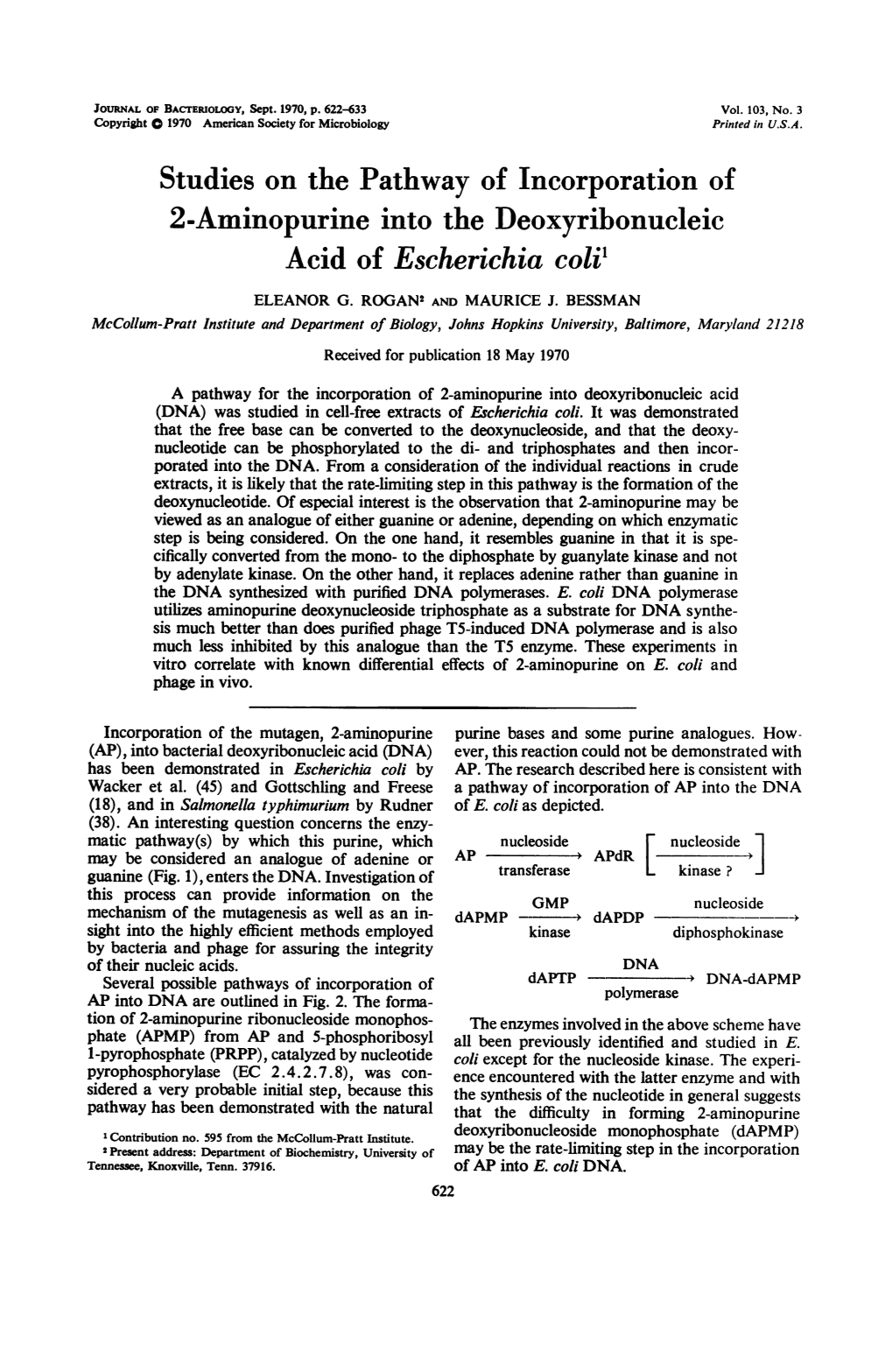 Studies on the Pathway of Incorporation of 2-Aminopurine Into the Deoxyribonucleic Acid of Escherichia Coli' ELEANOR G