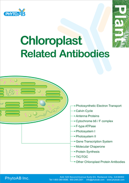 Chloroplast Related Antibodies