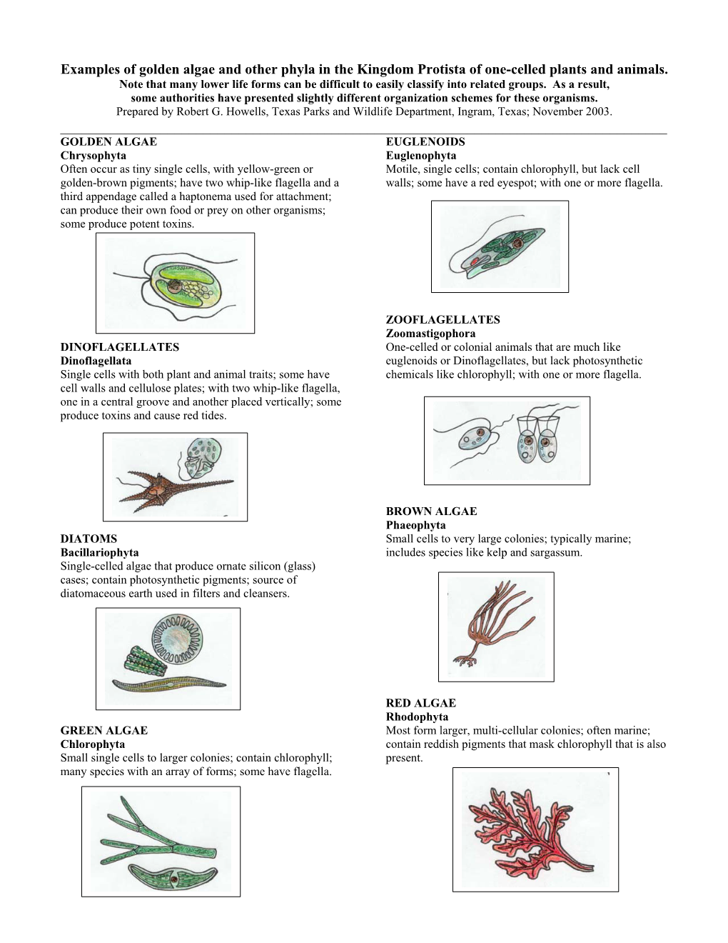 Examples of Golden Algae and Other Phyla in the Kingdom Protista of One-Celled Plants and Animals