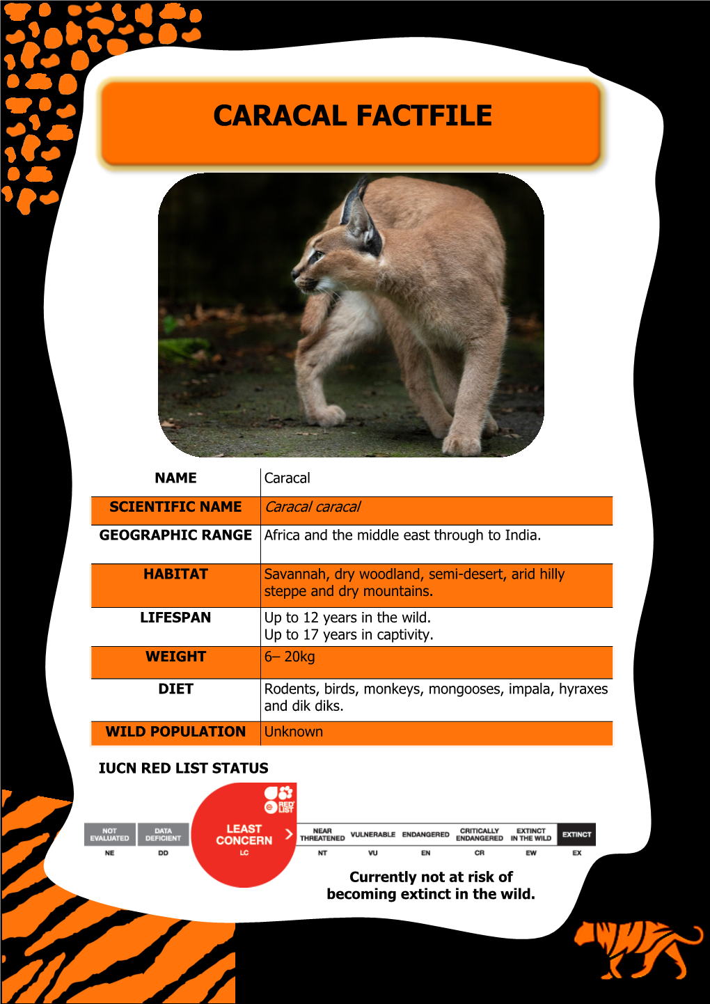 Caracal Fact File