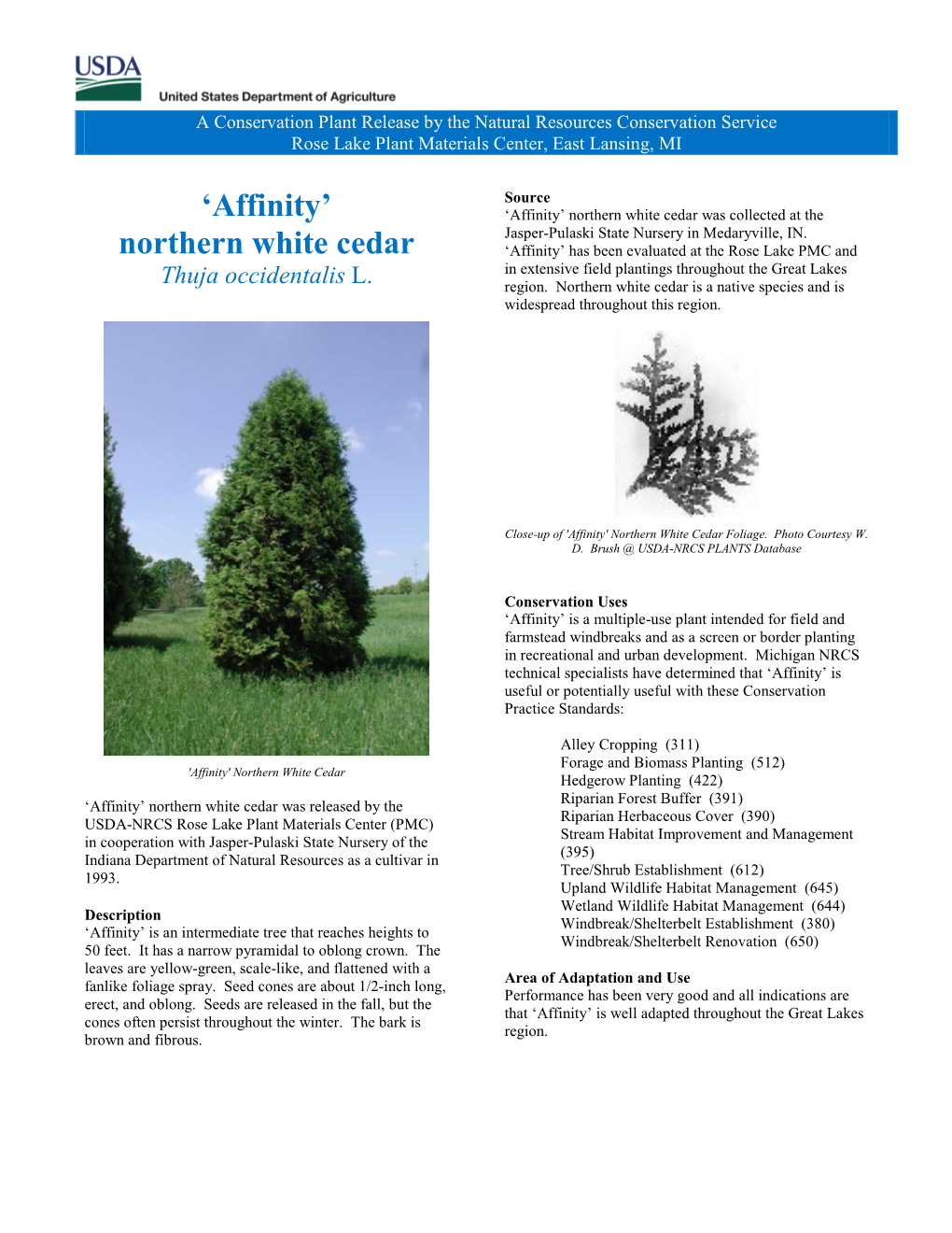 'Affinity' Northern White Cedar, Thuja Occidentalis L