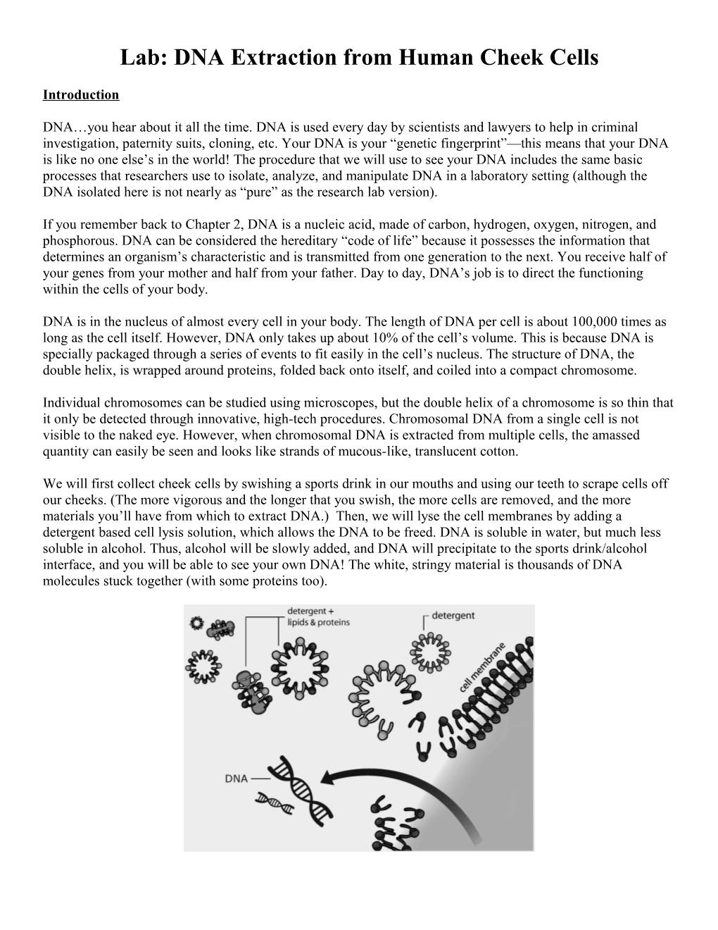 Lab: DNA Extraction From Human Cheek Cells