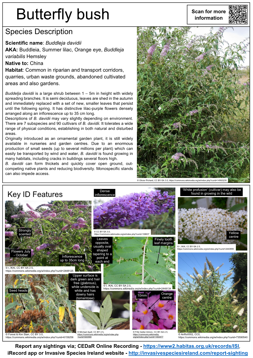 Butterfly Bush – Buddleja Davidii