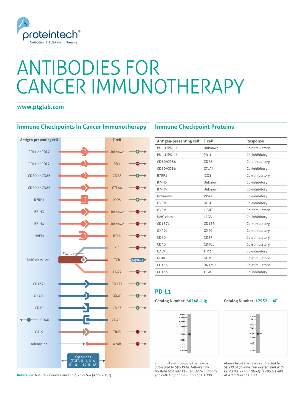 Antibodies for Cancer Immunotherapy
