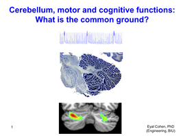 Cerebellum, Motor and Cognitive Functions: What Is the Common Ground?