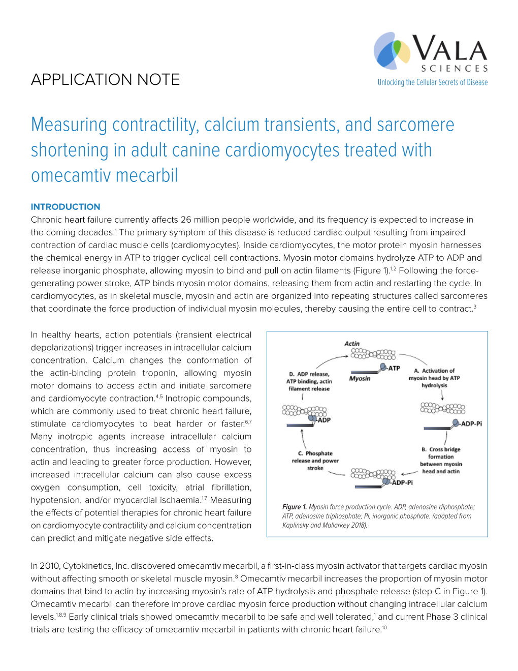 Measuring Contractility, Calcium Transients, and Sarcomere Shortening in Adult Canine Cardiomyocytes Treated with Omecamtiv Mecarbil