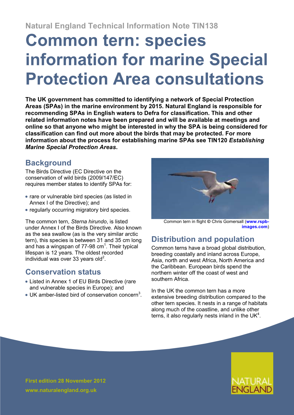 Common Tern: Species Information for Marine Special Protection Area Consultations