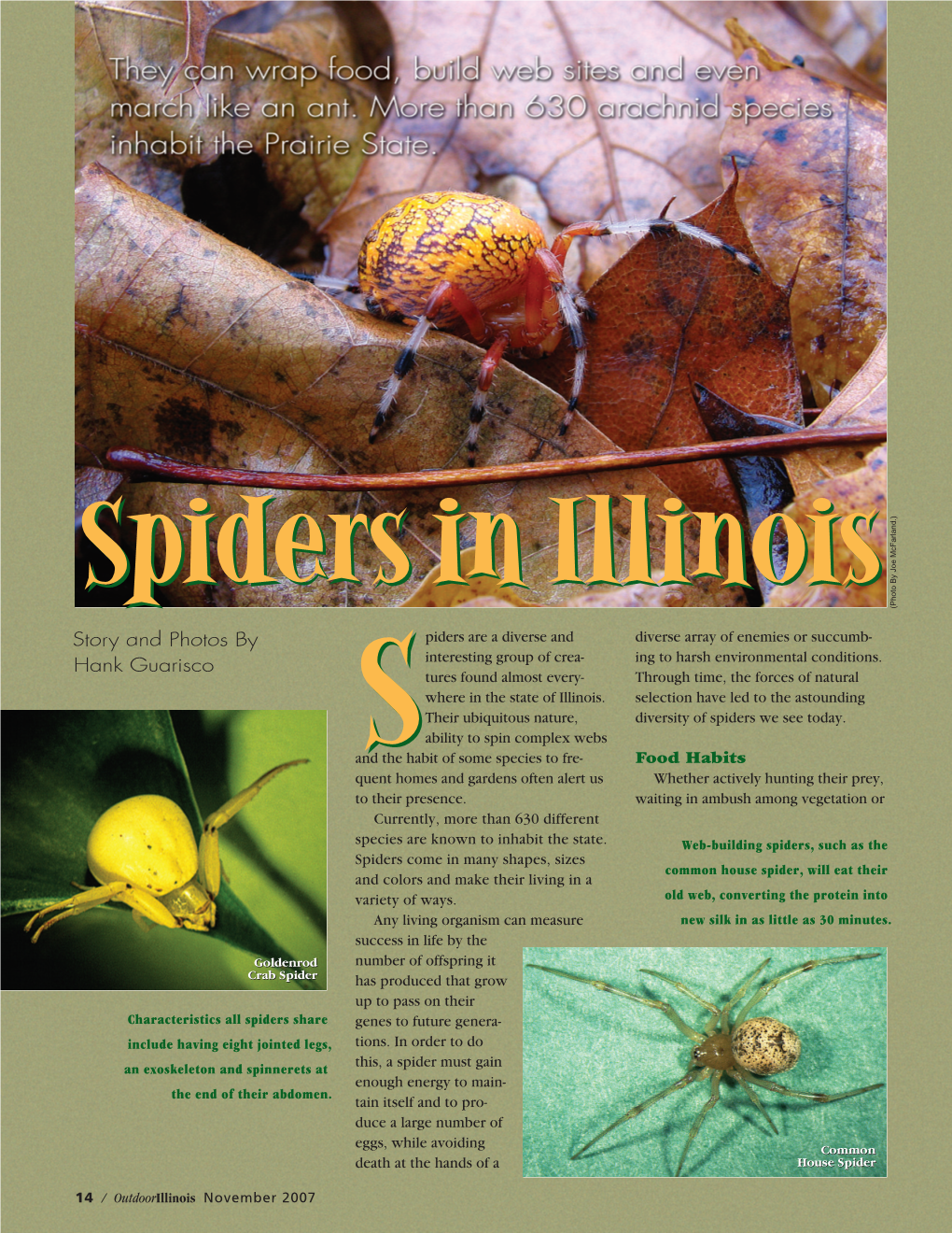 Outdoorillinois November 2007 Spiders in Illinois