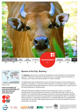 Species of the Day: Banteng