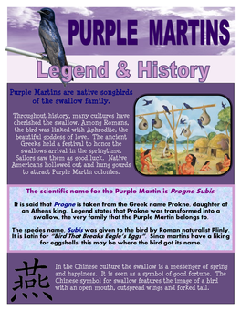 Purple Martins Are Native Songbirds of the Swallow Family. the Scientific