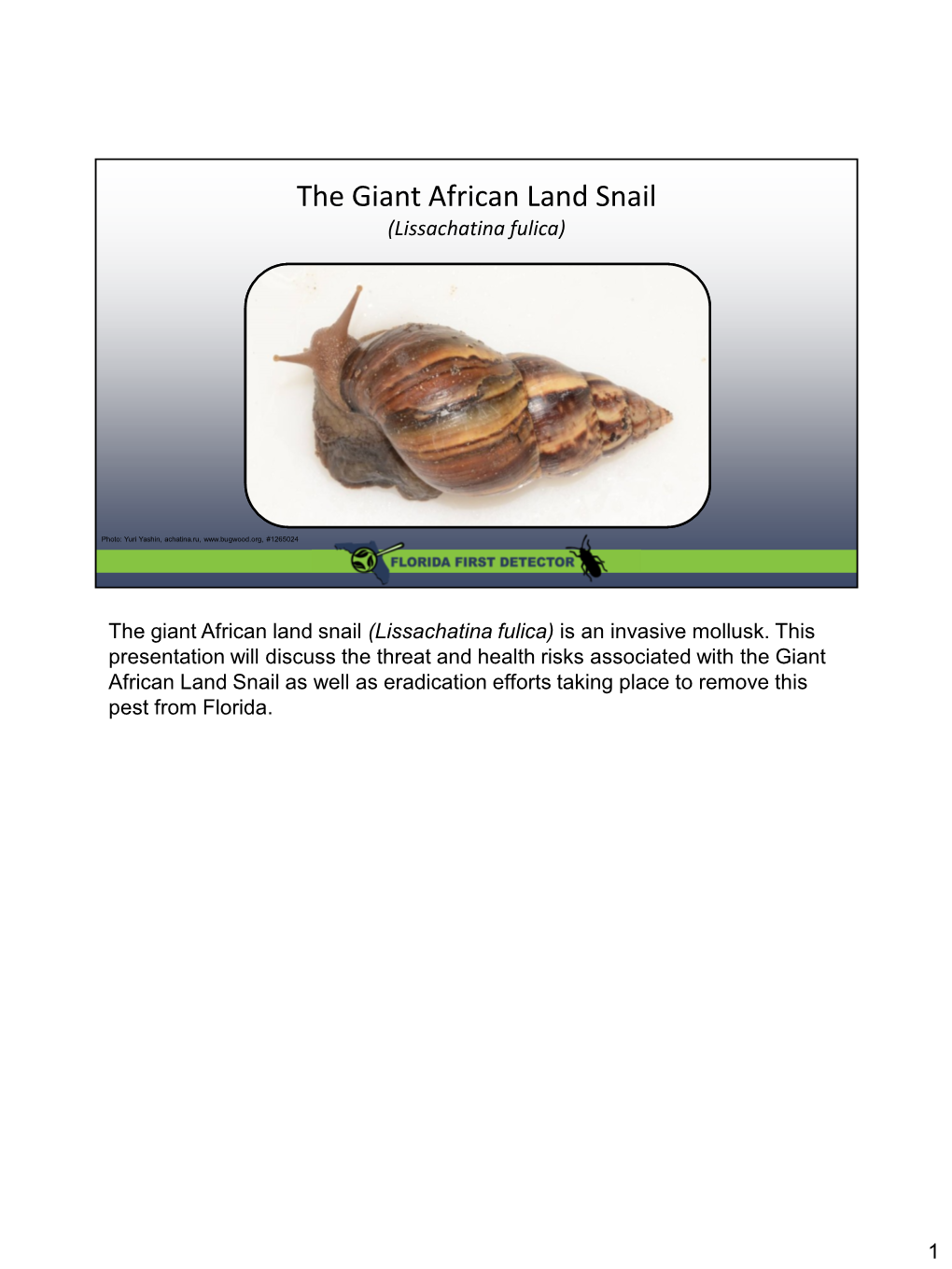 The Giant African Land Snail (Lissachatina Fulica)