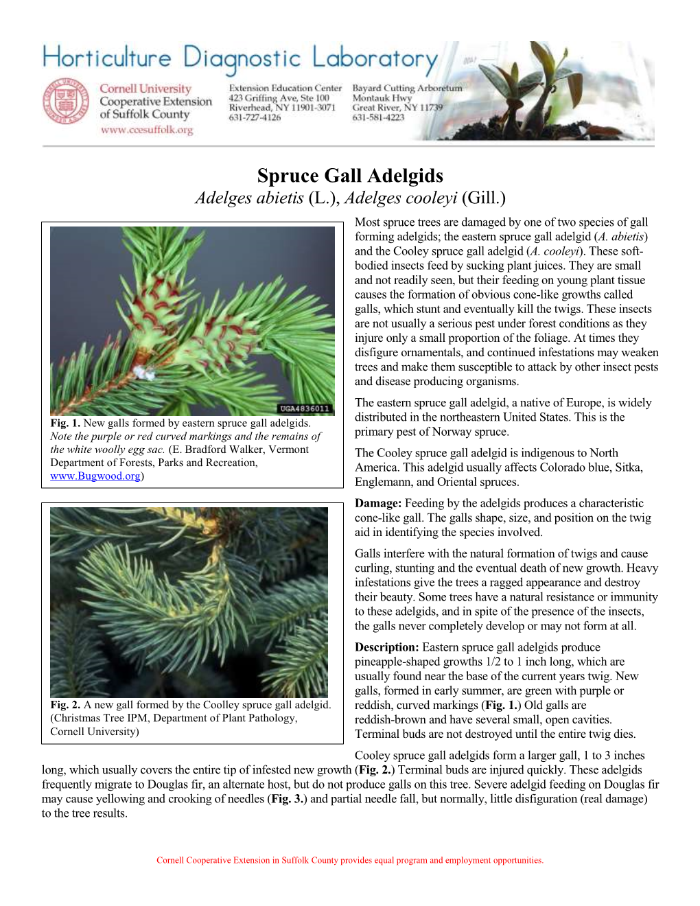 Spruce Gall Adelgids