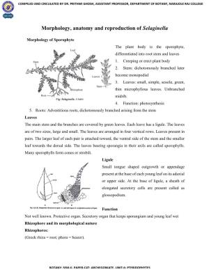 Morphology, Anatomy and Reproduction of Selaginella
