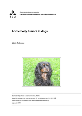 Aortic Body Tumors in Dogs