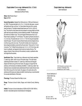 Crepis Bakeri Ssp. Idahoensis Idaho Hawksbeard Idaho Hawksbeard Asteraceae (Sunflower Family)