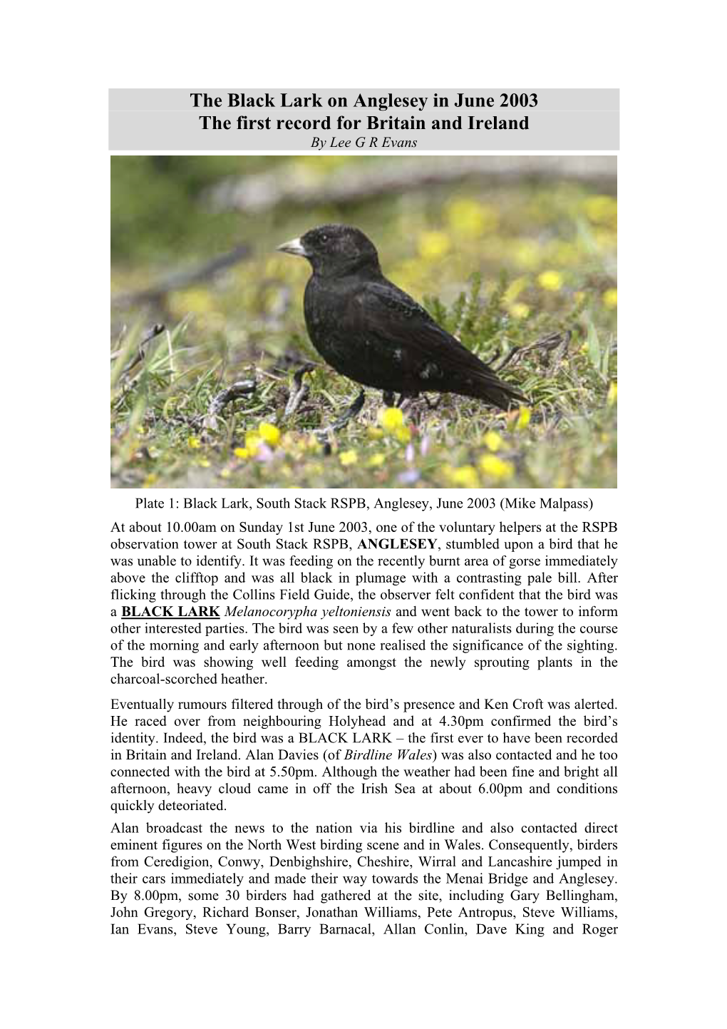The Black Lark on Anglesey in June 2003 the First Record for Britain and Ireland by Lee G R Evans