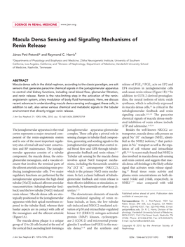 Macula Densa Sensing and Signaling Mechanisms of Renin Release