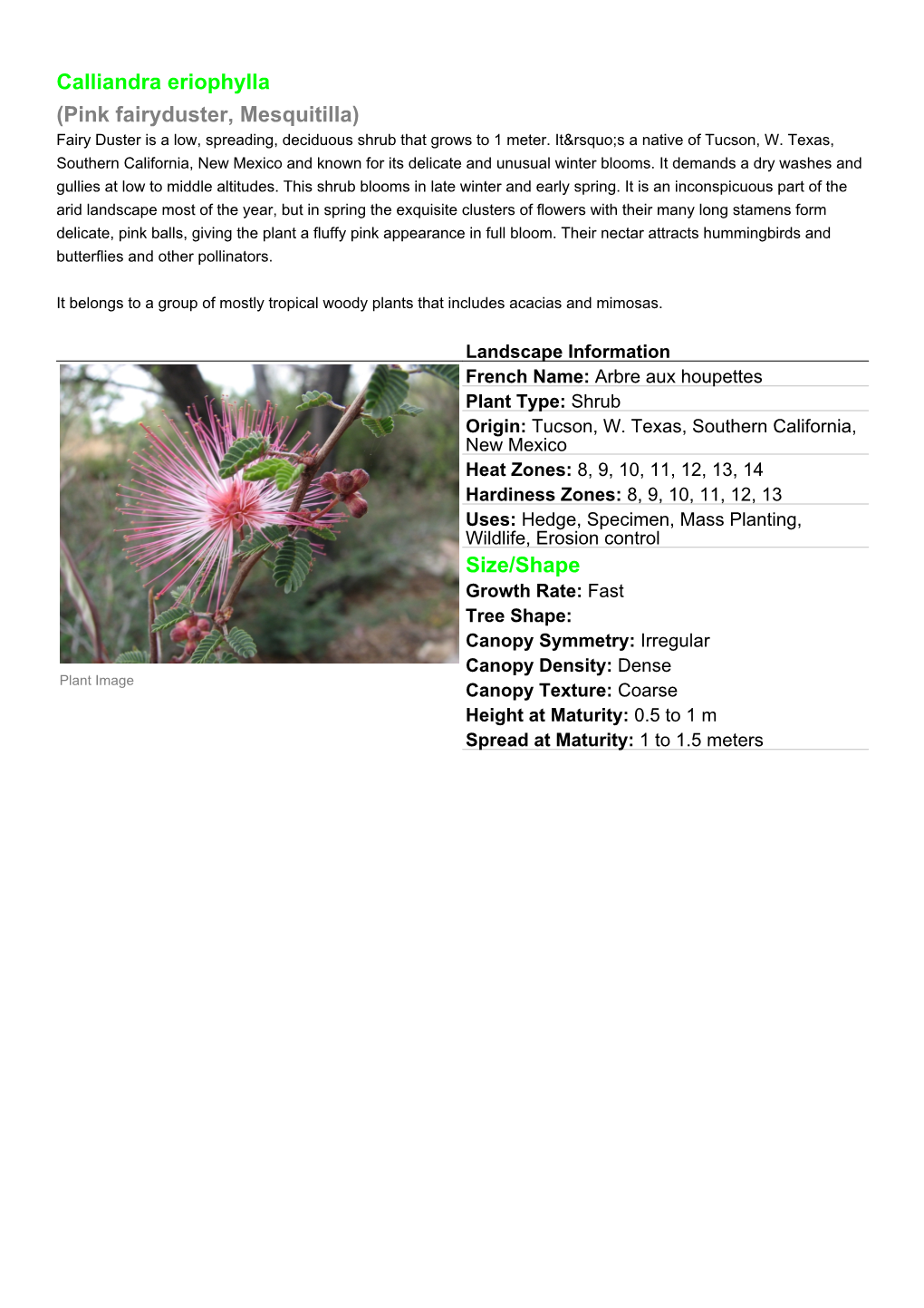 Calliandra Eriophylla (Pink Fairyduster, Mesquitilla) Size/Shape