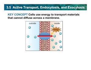 3.5 Active Transport, Endocytosis, and Exocytosis