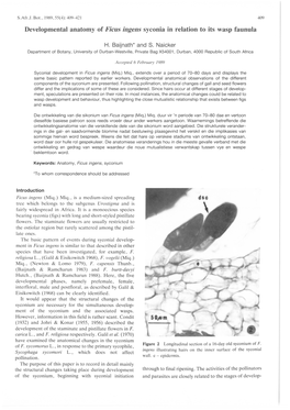 Developmental Anatomy of Ficus Ingens Syconia in Relation to Its Wasp Faunula