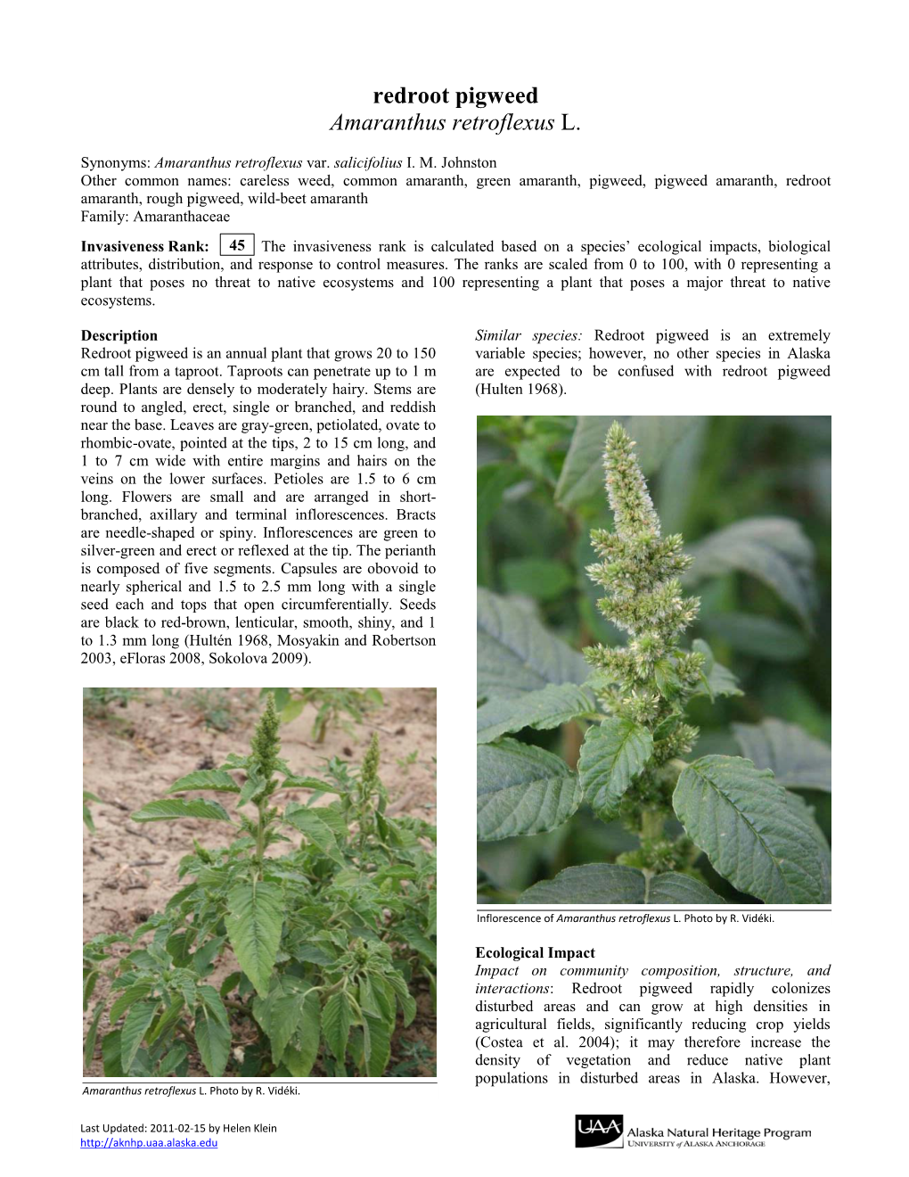 Redroot Pigweed Amaranthus Retroflexus L