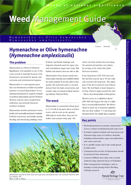 Hymenachne Or Olive Hymenachne (Hymenachne Amplexicaulis)