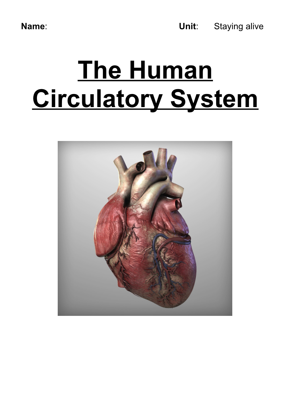 The Human Circulatory System