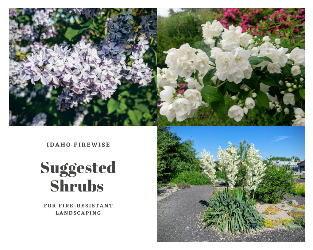 Suggested Shrubs for Fire-Resistant Landscaping