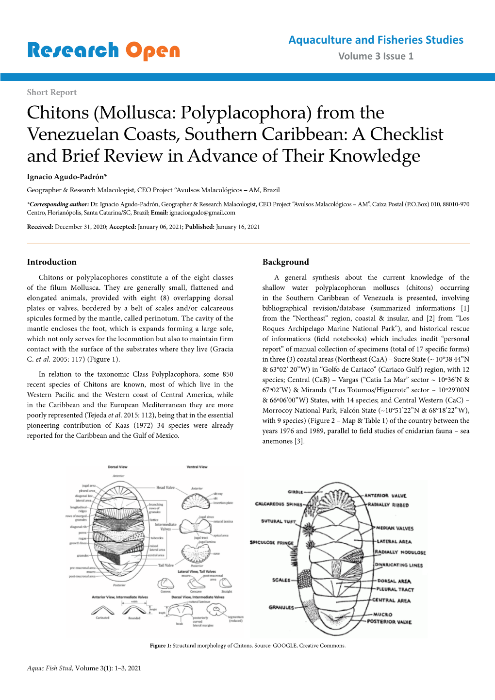 Mollusca: Polyplacophora