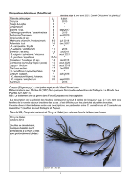 P. : À Jour : Conyza Filago & Logfia Gnaphalium 1 3 4 2015