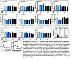 Hepatic Gene Expression of Bile Acid Synthesis Genes from Wild-Type and Fxr−/− Mice