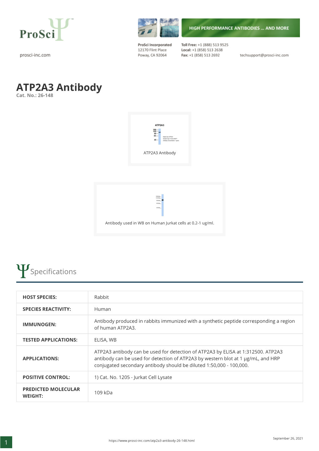 ATP2A3 Antibody Cat