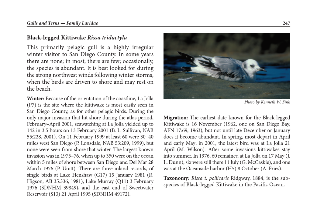 Black-Legged Kittiwake Rissa Tridactyla This Primarily Pelagic Gull Is a Highly Irregular Winter Visitor to San Diego County