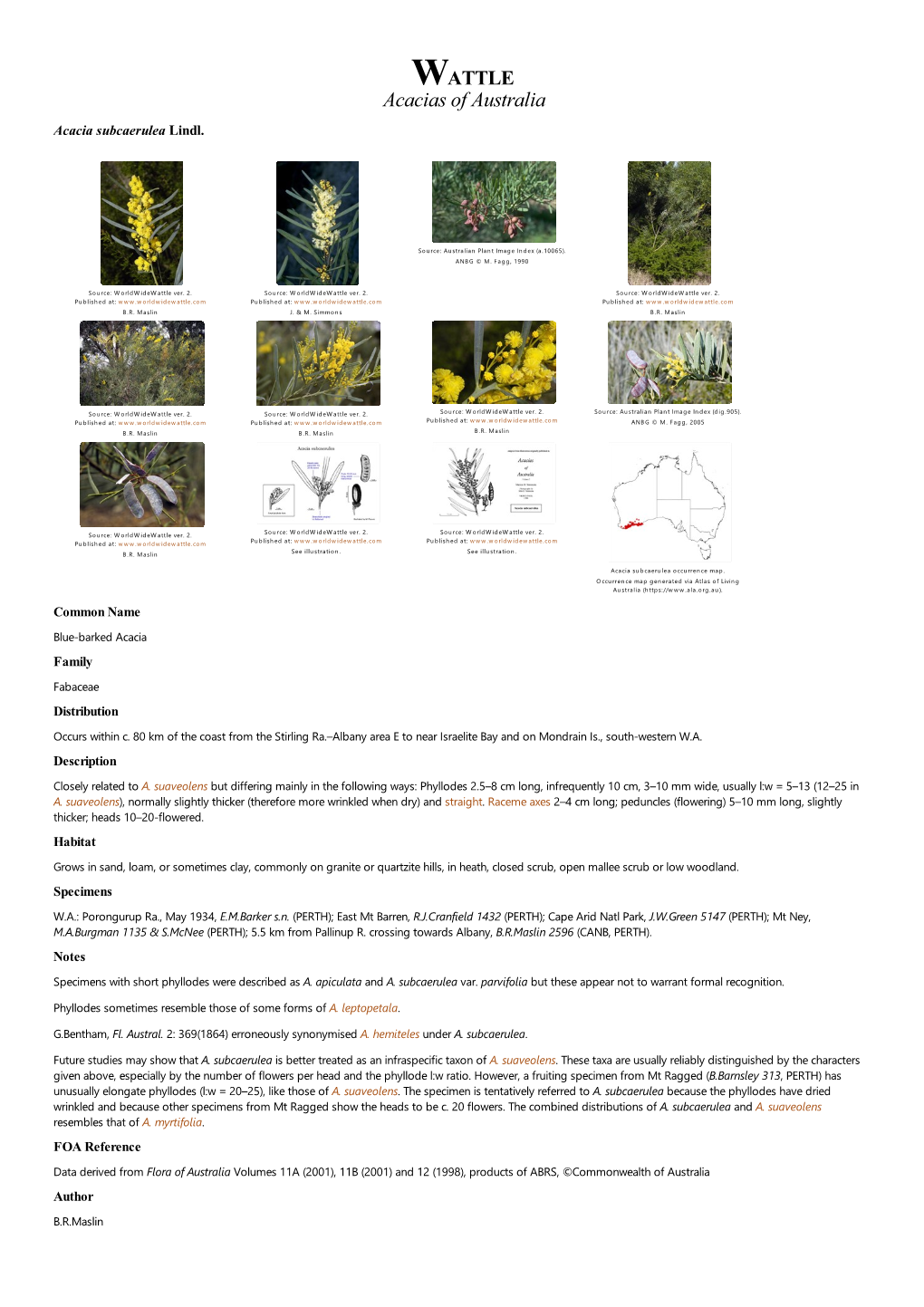 Acacia Subcaerulea Lindl