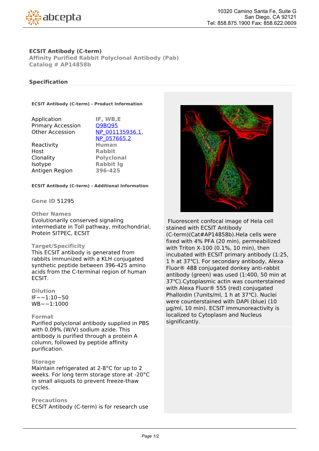 ECSIT Antibody (C-Term) Affinity Purified Rabbit Polyclonal Antibody (Pab) Catalog # Ap14858b