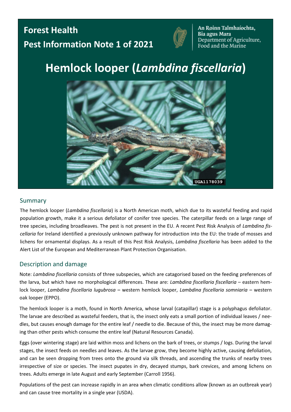 Hemlock Looper (Lambdina Fiscellaria)
