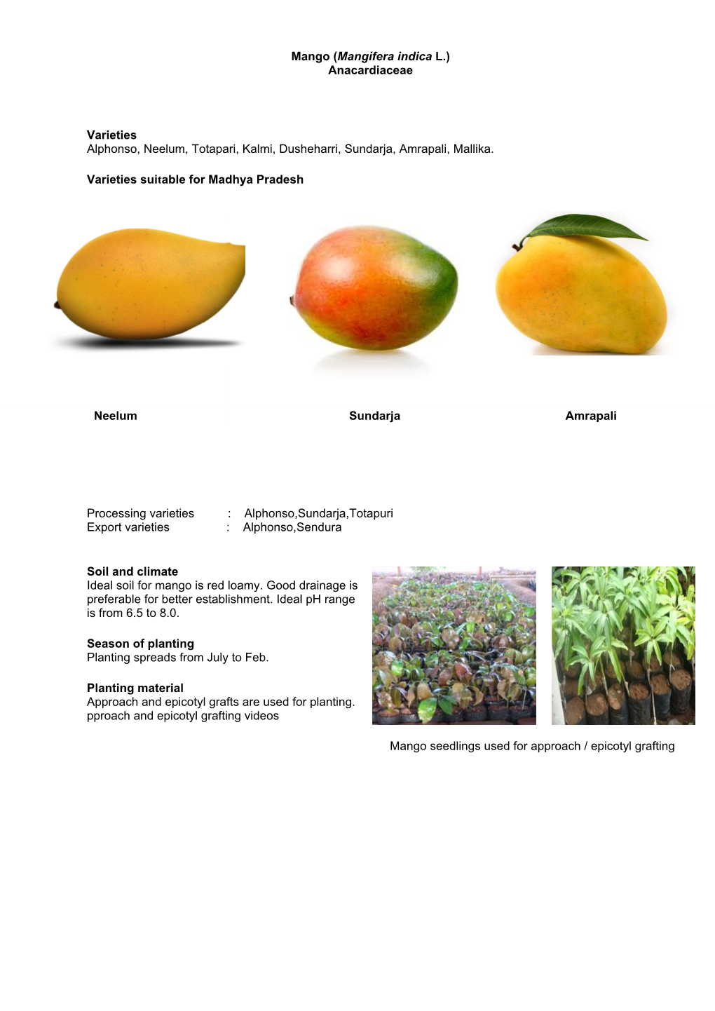 Mango (Mangifera Indica L.) Anacardiaceae Varieties Alphonso