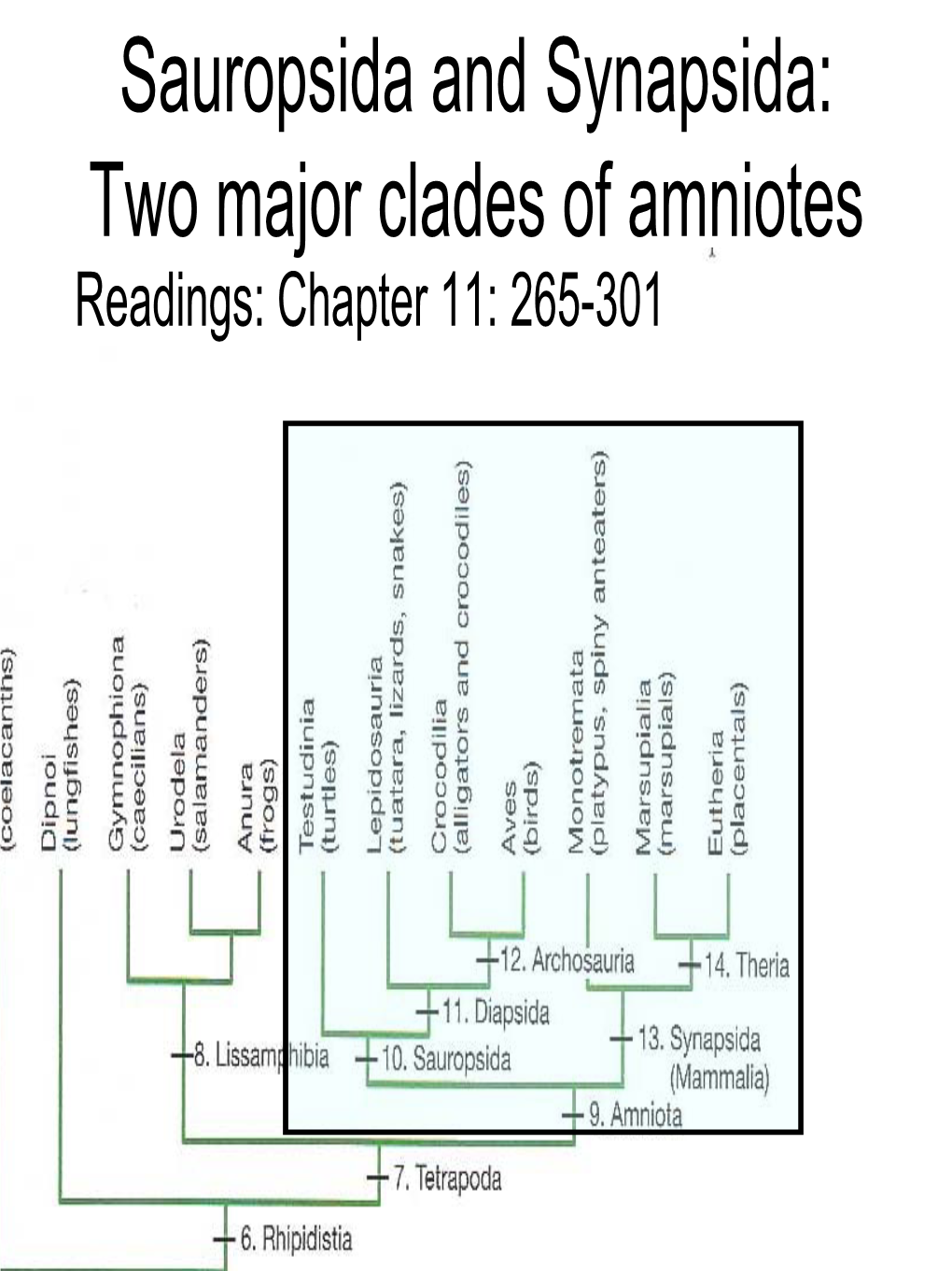 Sauropsida and Synapsida: Two Major Clades of Amniotes