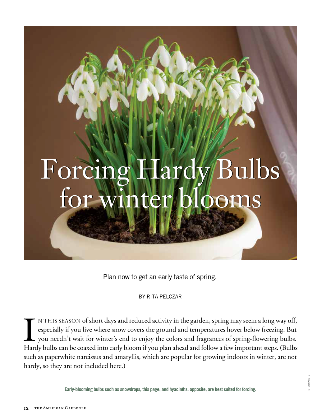 Forcing Hardy Bulbs for Winter Blooms