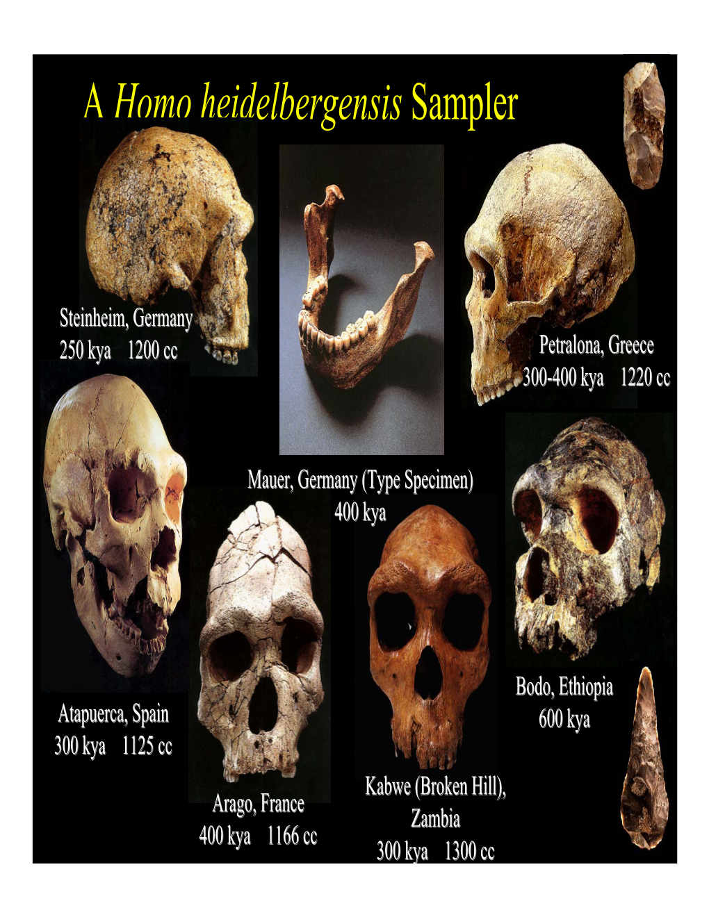 A Homo Heidelbergensis Sampler