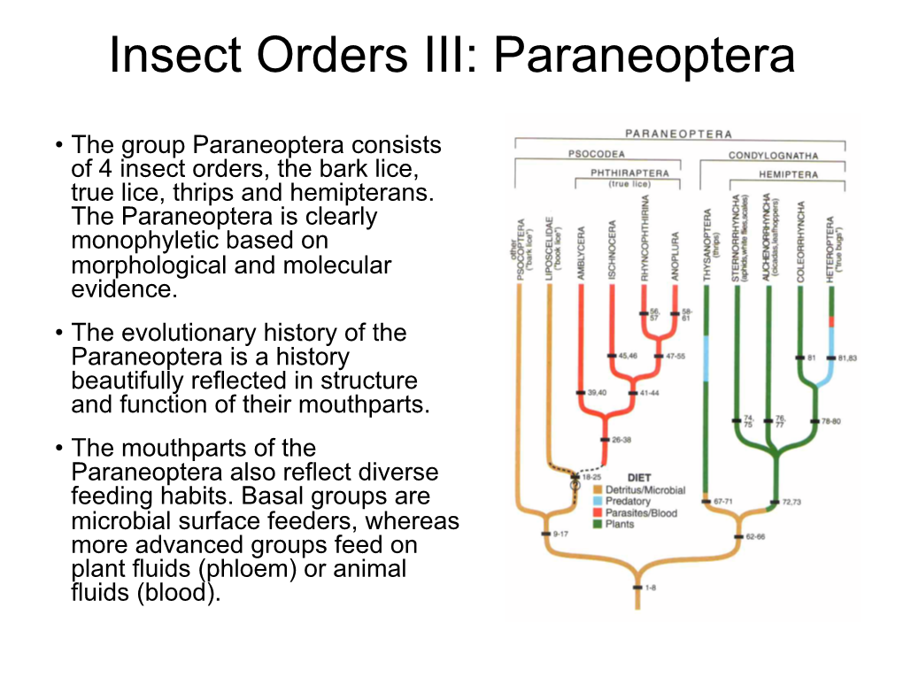 Insect Orders III: Paraneoptera