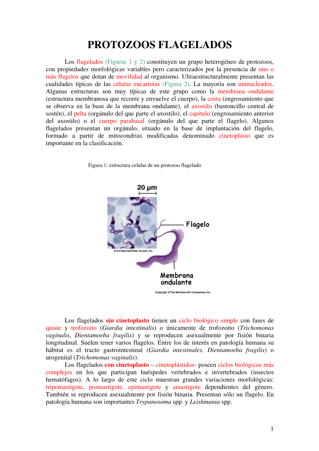 Protozoos Flagelados